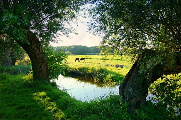 Peaceful Dutch countryside with horses grazing by a stream surrounded by lush greenery.